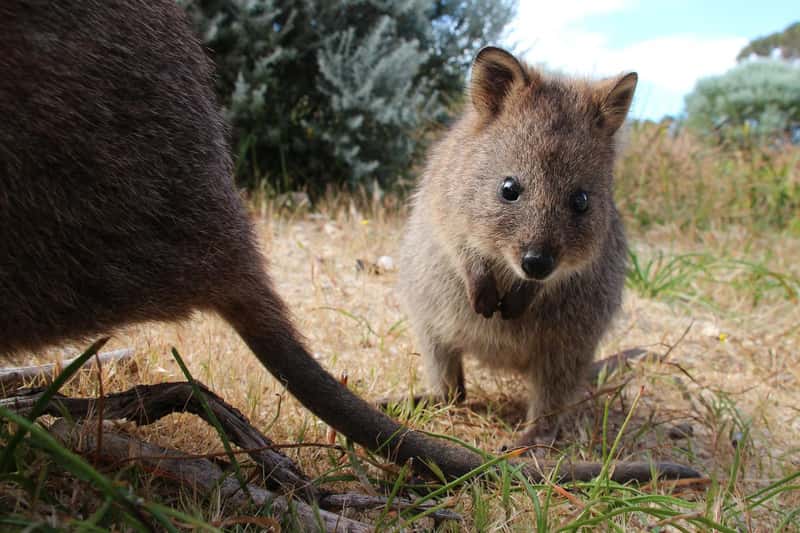 Quokka Joeys on Rottnest Island (Image Credits: Shutterstock)