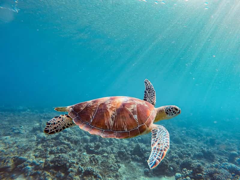 The Gili Islands add an extra pull (Image Credits: Unsplash)