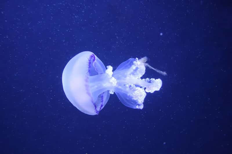 #10 - Lake Ouachita, Arkansas: 200 Uninhabited Islands and Freshwater Jellyfish (Image Credits: Pixabay)