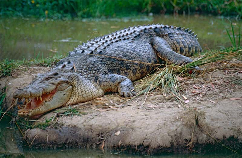Saltwater Crocodiles: Ancient Predators in Modern Times (Image Credits: Wikimedia)