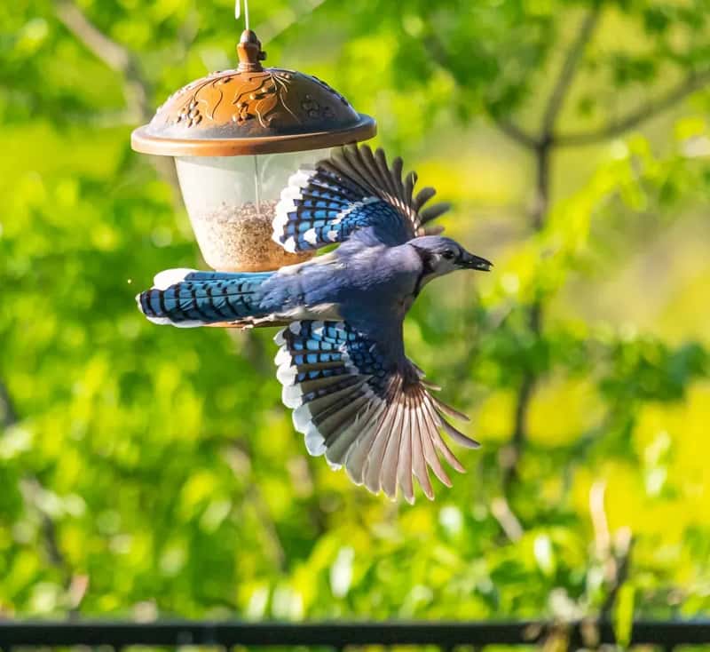 #3 - Use a Bluebird-Specific Feeder, Not Just a Dish (Image Credits: Unsplash)