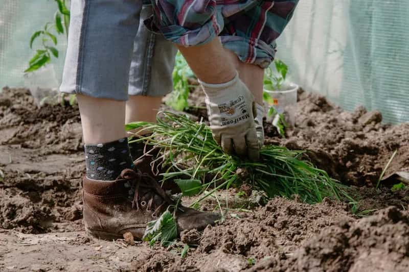 #18 - Always Weed the Bed First, Then Mulch Over Clean Ground (Image Credits: Pexels)