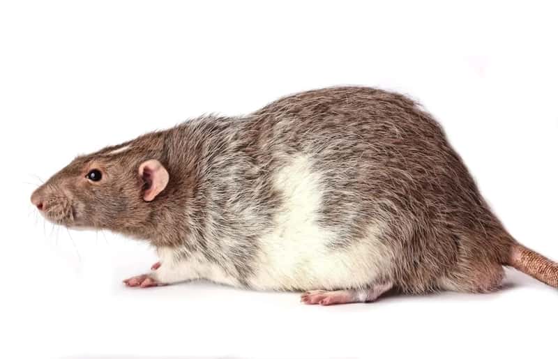 How the Passenger First Noticed the Rodent (Image Credits: Unsplash)