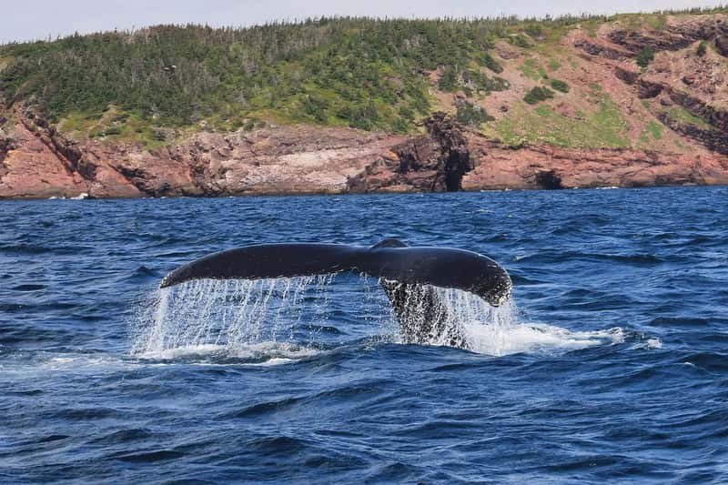 Fogo Island, Newfoundland (Image Credits: Pixabay)