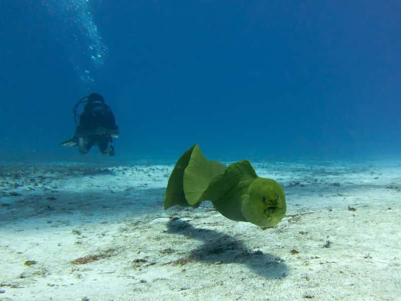 Cozumel's Dive Scene Is Unmatched (Image Credits: Wikimedia)