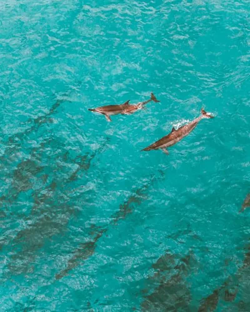 Boots on the Ground, Nets in the Water (Image Credits: Pexels)