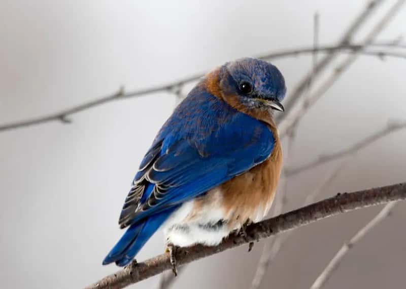 #10 - Plant Native Berry-Producing Shrubs for Winter Survival (Image Credits: Pexels)