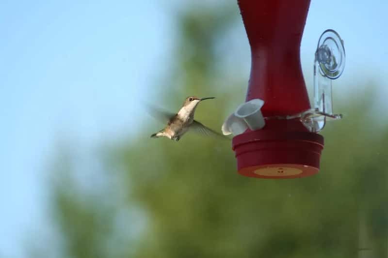 #9 - Placing the Feeder Too Close to Windows (Image Credits: Pixabay)