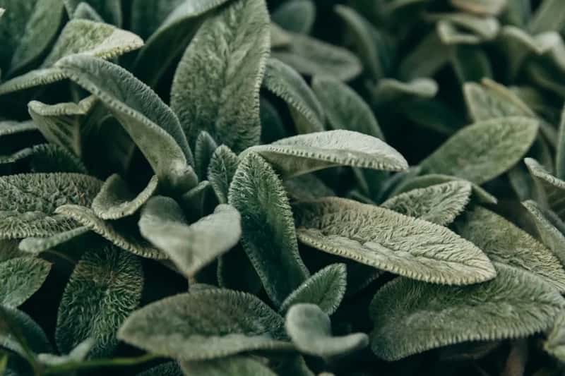 6. Sage (Image Credits: Pexels)