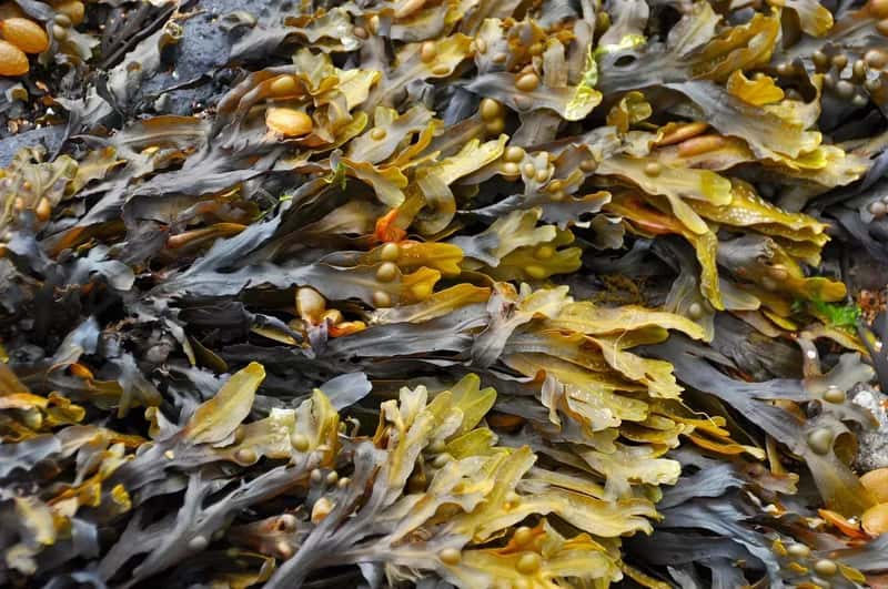 1. Massive Seaweed Invasions Are Ruining Beach Days (Image Credits: Pixabay)