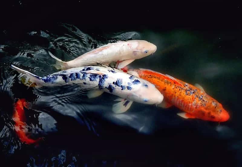 Asia's Unmatched Dominance in Fish Farming (Image Credits: Flickr)