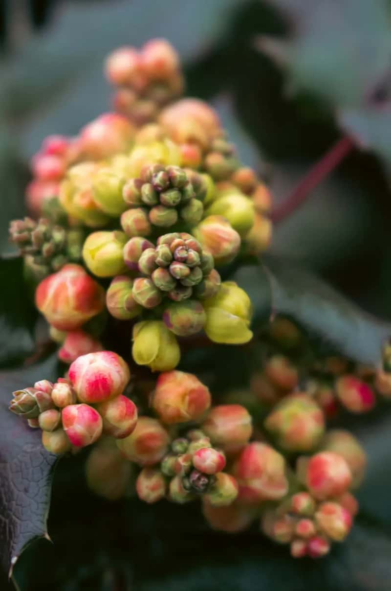 #10 - Your Yard Has Zero Native Shrubs or Berry Plants (Image Credits: Unsplash)