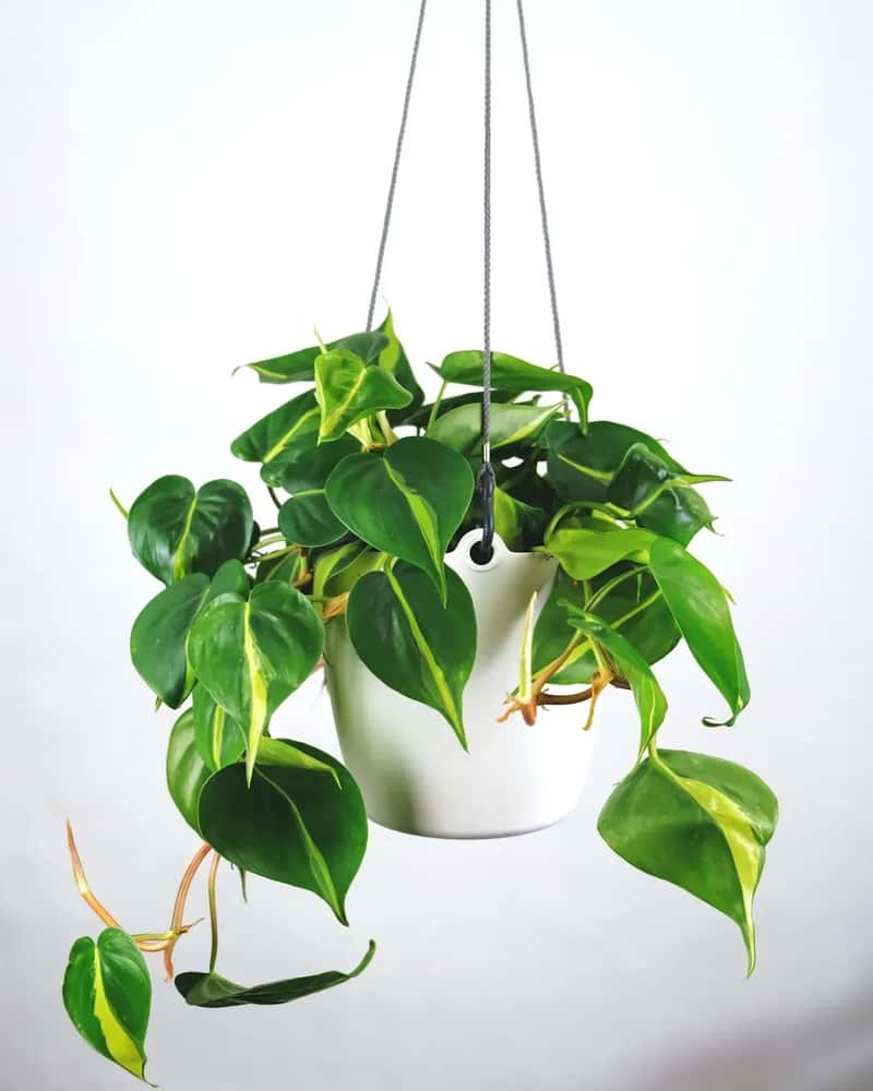 #17 - Hanging Plants in Every Corner of Every Room (Image Credits: Unsplash)
