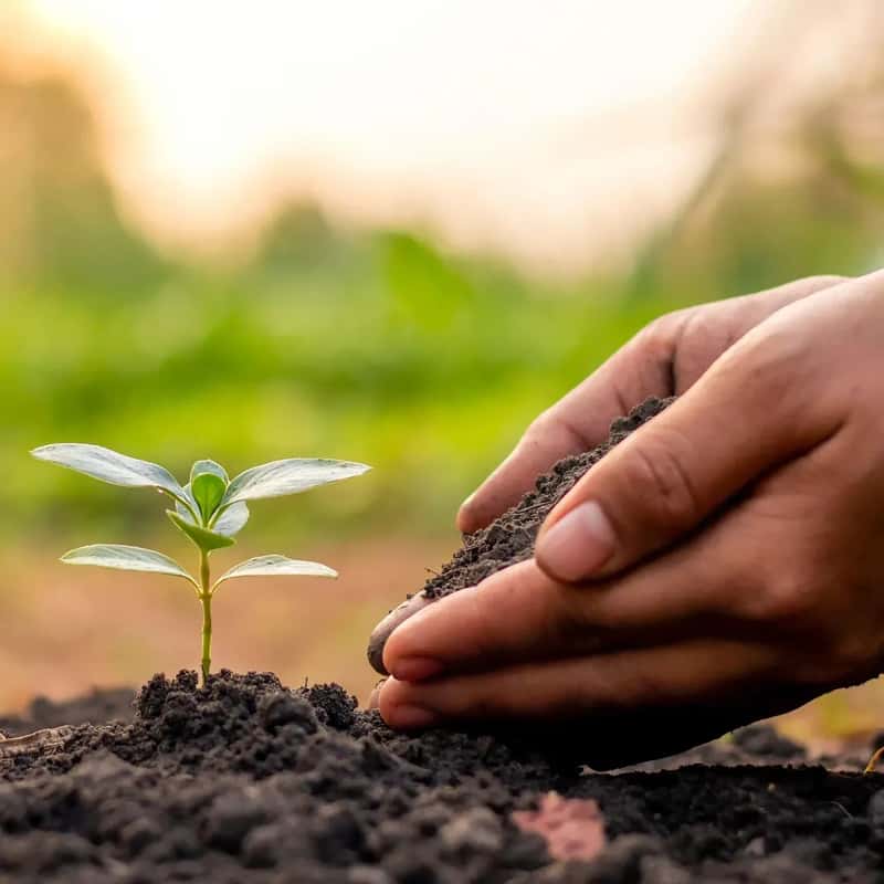 8. Soil, Certain Seeds, and Plant-Based Souvenirs (Image Credits: Pixabay)