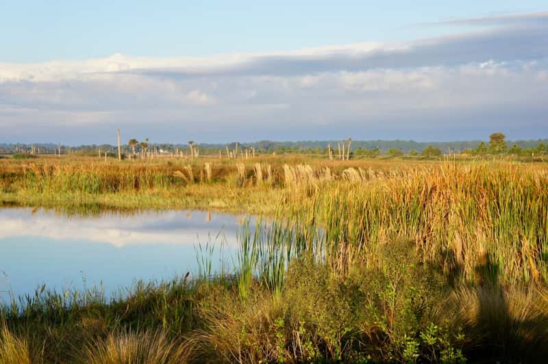 Everglades National Park - Wildlife Without Mosquitoes (Image Credits: Unsplash)