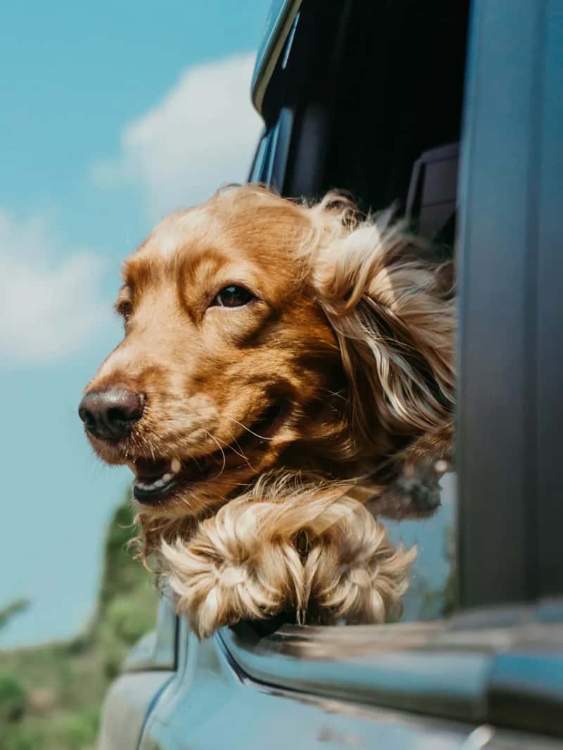 1. They stop showing obvious stress signals in the car (Image Credits: Unsplash)