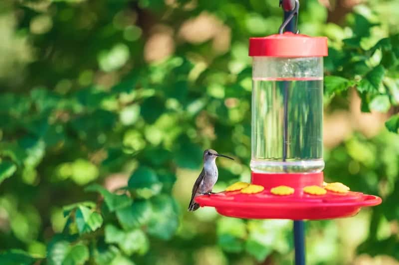 #5 - Hiding the Feeder in Dense Foliage (Image Credits: Pixabay)