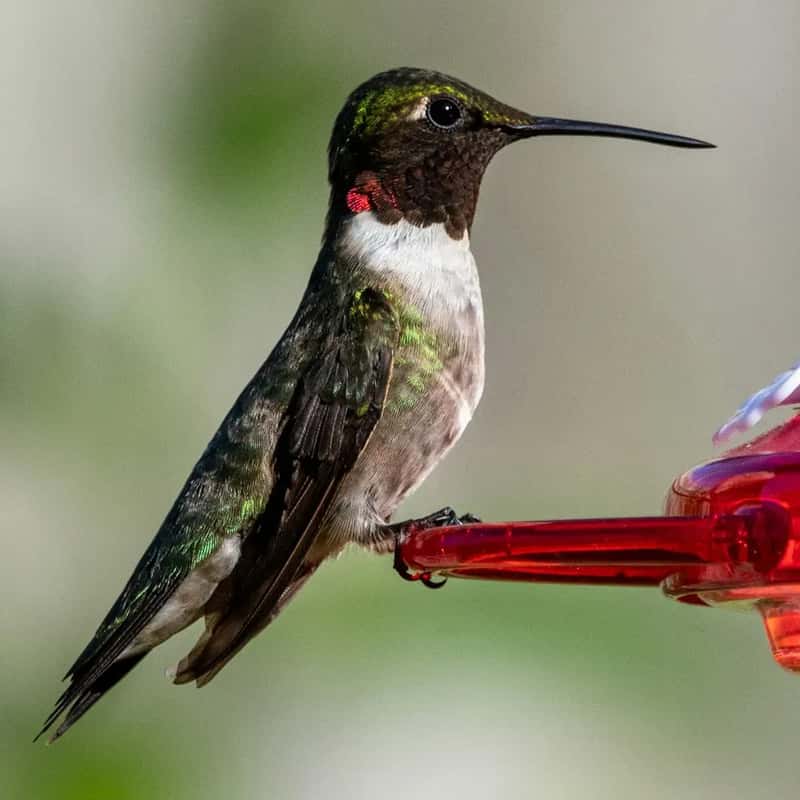 #7 - They Spend 80% of Their Time Perching, Not Flying (Image Credits: Unsplash)