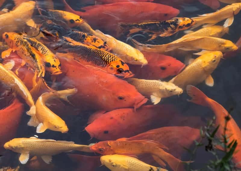 Freshwater Ponds Outweigh the Ocean (Image Credits: Pixabay)