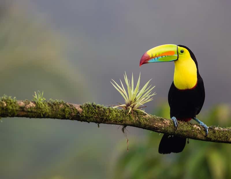 Costa Rica: Central American Concerns (Image Credits: Unsplash)