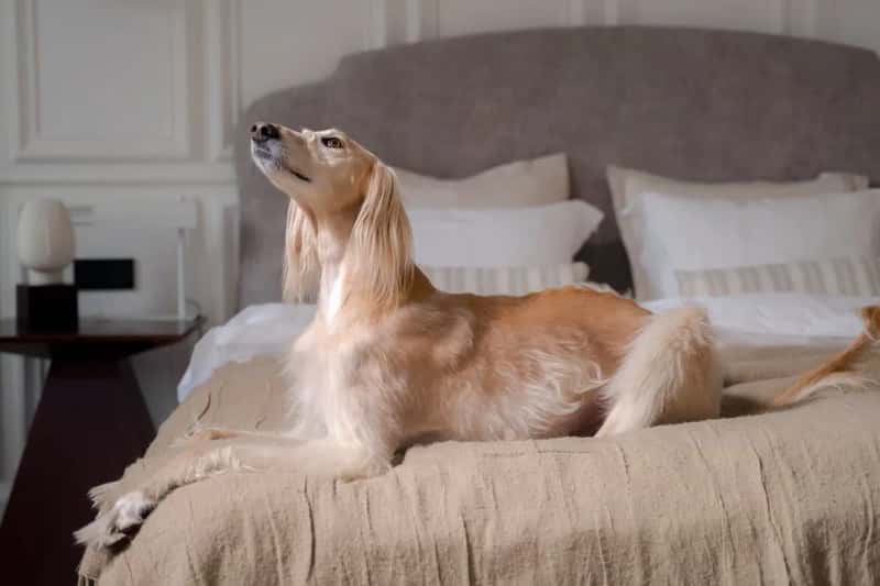 6. Pampering Pets Like VIP Guests Themselves (Image Credits: Pexels)