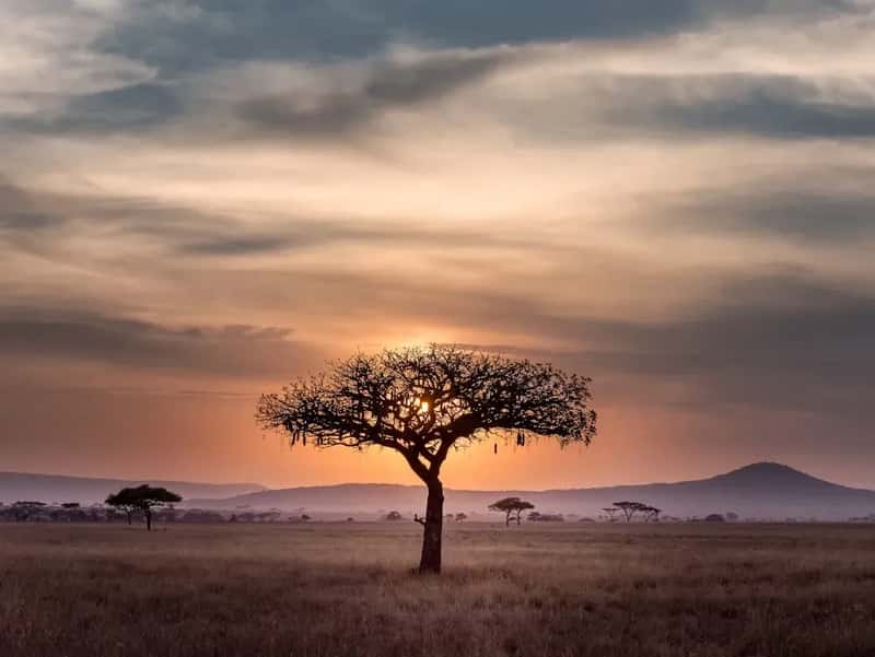 4. South Africa: Safari Dreams and Urban Realities (Image Credits: Unsplash)