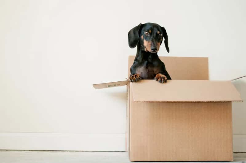 Shipping pets, vehicles, and specialty items (Image Credits: Unsplash)