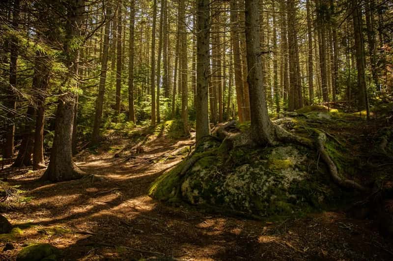 Maine Takes the Top Spot (Image Credits: Unsplash)