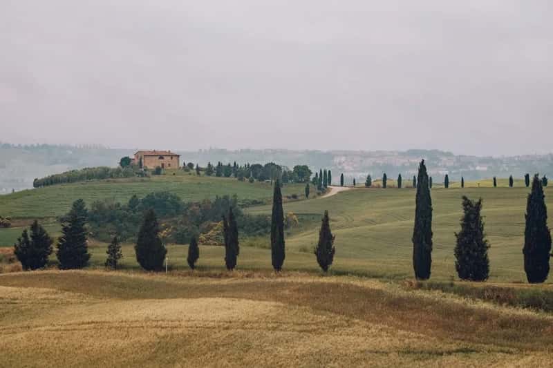 9. Italian Cypress (Image Credits: Pexels)