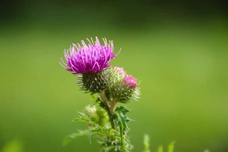 #8 - They Grow Native Thistle (Not the Invasive Kind) (Image Credits: Unsplash)