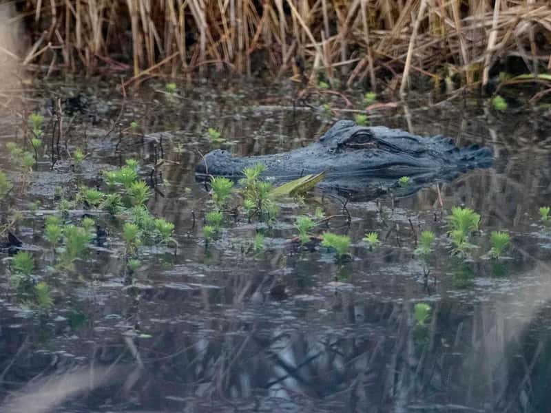 #7 - Everglades National Park: The Gators Never Show Up When You Want Them (Sabrina Setaro, Flickr, CC BY 2.0)