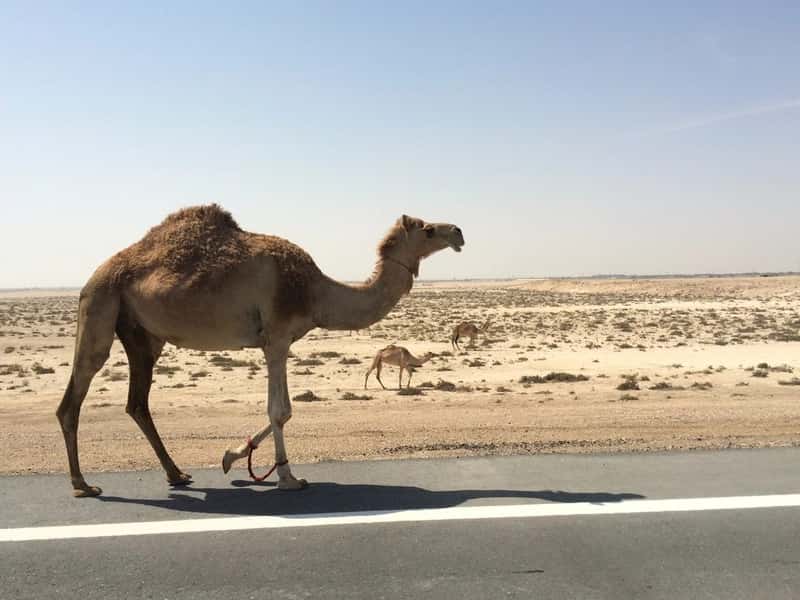 Summer In Dubai Is Absolutely Unbearable (Image Credits: Rawpixel)