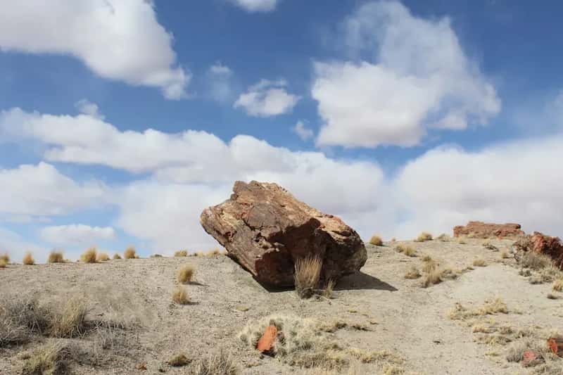 33. Petrified Forest National Park, Arizona - 559,254 Visits in 2024 (Image Credits: Unsplash)