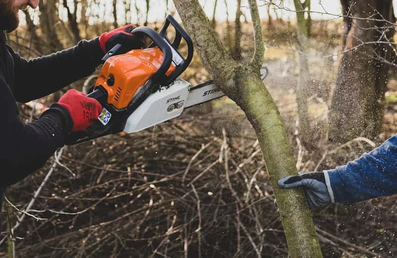 Cutting Live Trees or Vegetation (Image Credits: Unsplash)