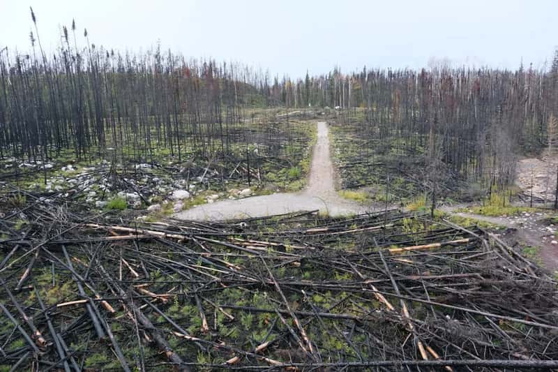A national park still recovering from fire (Image Credits: Unsplash)