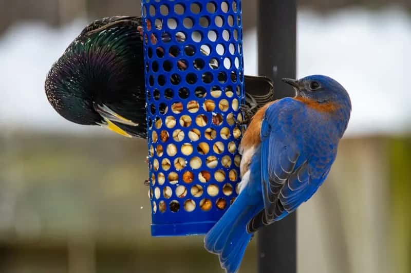 #2 - Stop Putting Out Birdseed and Switch to Live Mealworms (Image Credits: Unsplash)