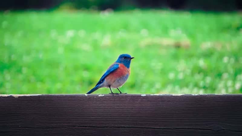 #9 - Go Completely Chemical-Free in Your Yard (Image Credits: Unsplash)