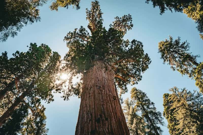 11. General Sherman Tree, Sequoia National Park, California (Image Credits: Unsplash)