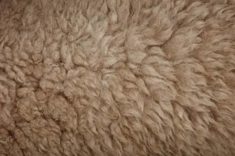 5. Items Made from Dog or Cat Fur (Image Credits: Unsplash)