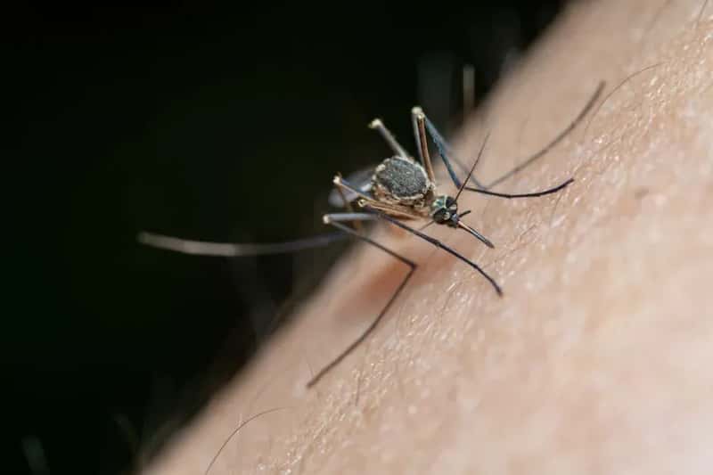 West Nile Virus: The Persistent, Deadly Undercurrent (Image Credits: Pexels)