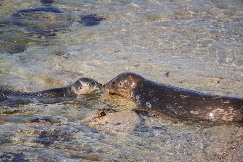 Harbor Seal Pups in California (Image Credits: Shutterstock)