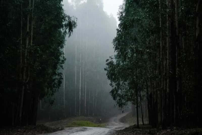 June's rainy season, known locally as tsuyu (Image Credits: Unsplash)