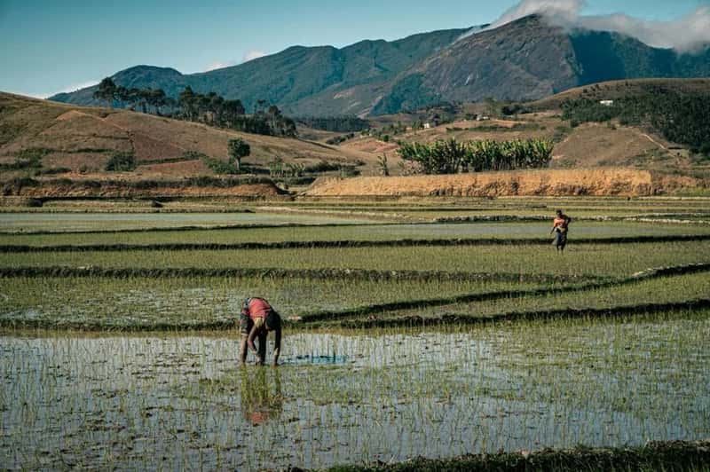 Madagascar (Image Credits: Pexels)