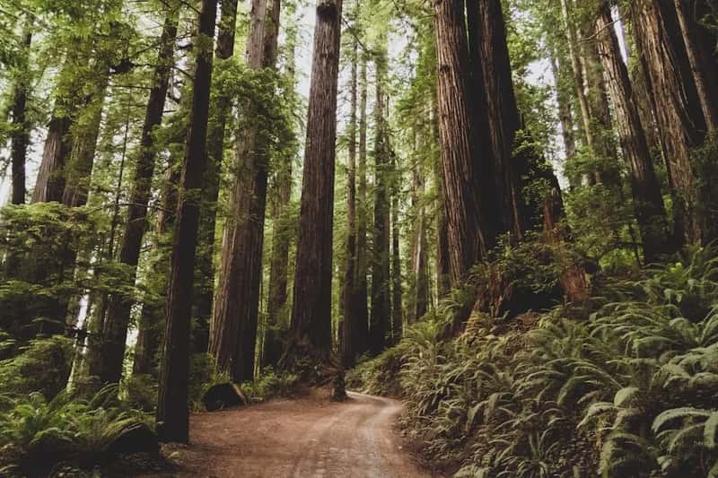23. Bohemian Grove, California, USA (Image Credits: Unsplash)