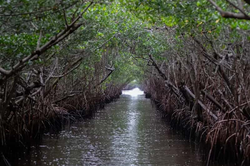24. Everglades National Park, Florida (Image Credits: Unsplash)