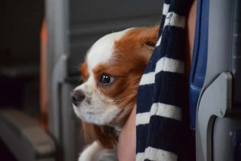#13 - There Are Only a Handful of Pet Spots Per Flight, and They Fill Up Fast (Image Credits: Unsplash)