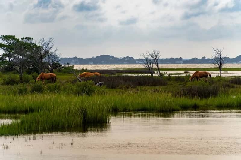 Chincoteague, Virginia (Image Credits: Pexels)