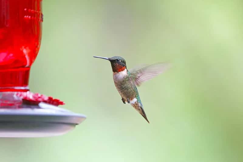 #15 - Putting the Feeder Out Too Late (and Taking It Down Too Early) (Image Credits: Pixabay)