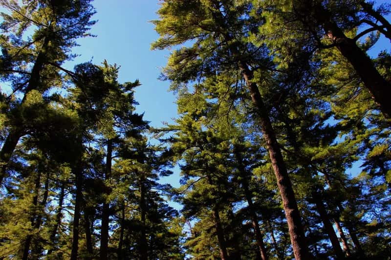 Pressures on the Forest and a Closing Thought (Michelle K Callahan, Flickr, CC BY 2.0)