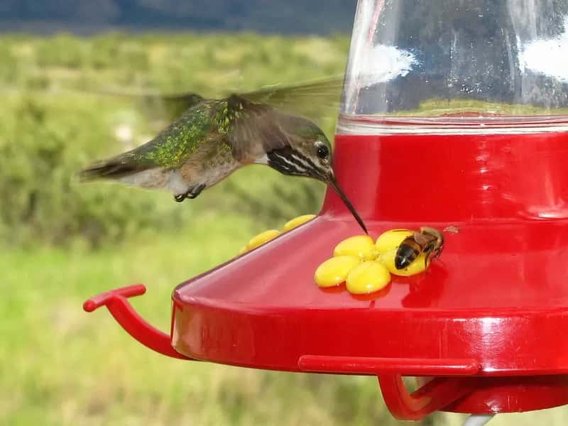 #7 - Placing the Feeder Too Low to the Ground (nivéK woods, Flickr, CC BY-SA 2.0)